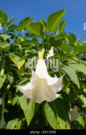 Angel's Trumpet, Engelstrompete Engels-Trompete, Kulturform, Brugmansia, spec., trompette des anges Banque D'Images