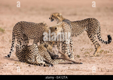 Le Guépard (Acinonyx jubatus) tuer bébé gnou commun (Connochaetes taurinus), Kgalagadi Transfrontier Park, Afrique du Sud Banque D'Images