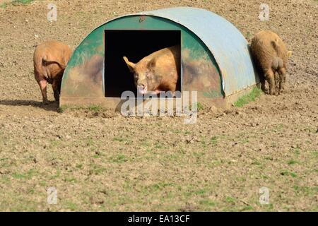 Les porcs dans leur maison Banque D'Images