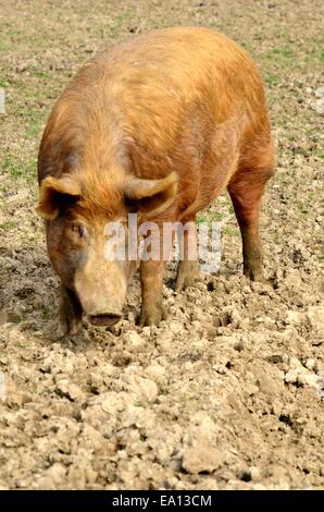 Gros porc au gingembre Banque D'Images