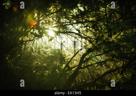 Sombre forêt dense avec aperçu de la lumière du soleil Banque D'Images