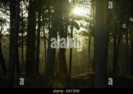 Forêt sombre avec la lumière solaire et la silhouette d'arbres Banque D'Images