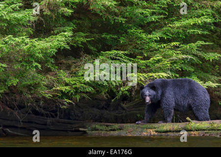 L'ours noir pour la saison de pêche du saumon en abondance dans l'été le long d'une rivière, la Forêt Nationale Tongass, sud-est de l'Alaska Banque D'Images