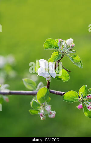 Fleurs de pommier. Profondeur de champ Banque D'Images