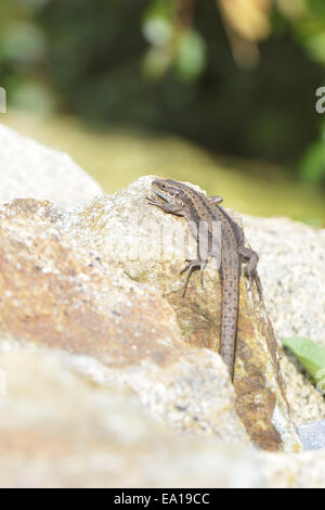 Lézard des murailles Banque D'Images