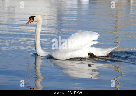 Cygne muet avec les ailes ouvertes Banque D'Images