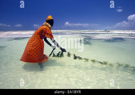 ZANZIBAR Banque D'Images