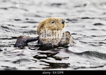 Loutre de mer du Nord dans la mer toilettage buoyantly au large de la côte de l'Alaska Banque D'Images