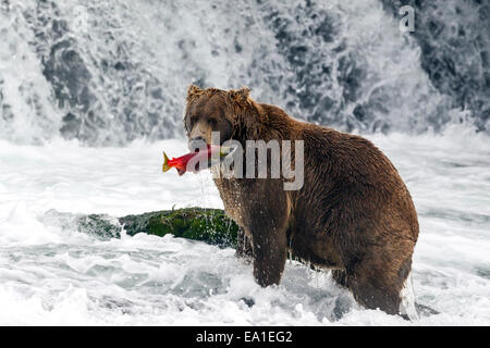 Ours brun mâle frai du saumon rouge de rattrapage à Brooks Falls, Katmai National Park, Alaska Banque D'Images