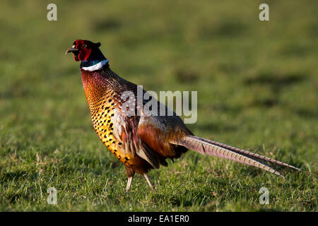 Un merle mâle en plumage nuptial de marcher dans l'herbe près de Mevagissey, Cornwall, England, UK. Banque D'Images