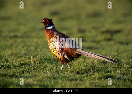 Un merle mâle en plumage nuptial de marcher dans l'herbe près de Mevagissey, Cornwall, England, UK. Banque D'Images