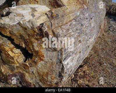Pertrified le bois dans une forêt fossile Banque D'Images