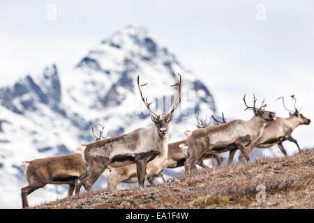 Troupeau de caribous Nelchina traversant la montagne dans l'Alaska. Banque D'Images