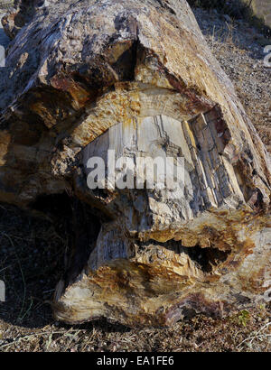 Pertrified le bois dans une forêt fossile Banque D'Images