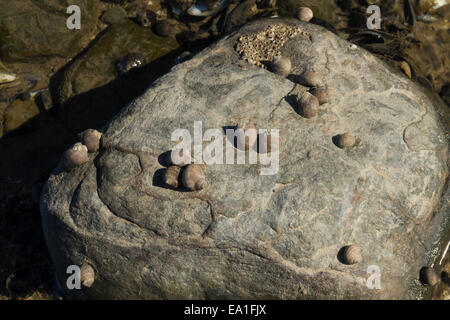 Bigorneau rugueux ou Littorina saxatilis coquillages accrochés à la roche à marée basse. United Kingdom Banque D'Images