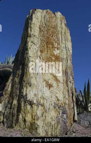 Pertrified le bois dans une forêt fossile Banque D'Images
