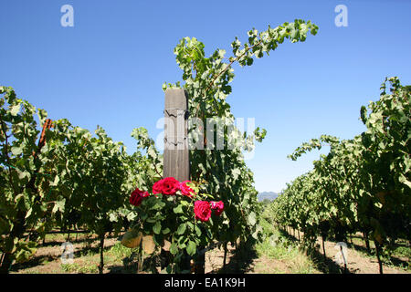 Le Comté de Napa, les vignobles de Napa Valley : roses au wine indiquent les plantes maladies possibles des plants de vigne. California CA US Banque D'Images