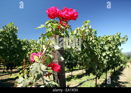 Le Comté de Napa, les vignobles de Napa Valley : roses au wine indiquent les plantes maladies possibles des plants de vigne. California CA US Banque D'Images