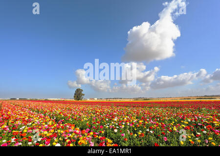 Kibbutz sans limite avec des fleurs semées sur le terrain Banque D'Images