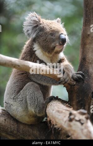 Un Koala dans son habitat naturel Banque D'Images