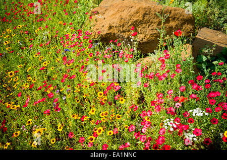 Masse de fleurs sauvages cultivées dans un village anglais jardin avant de la bordure Banque D'Images