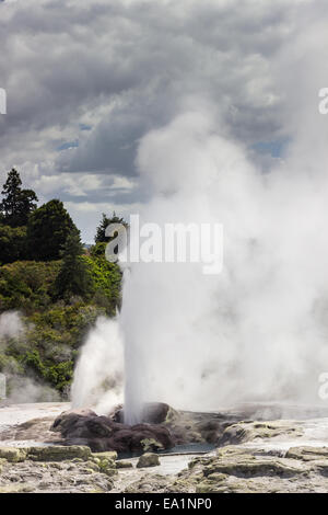 Réserve thermale de Whakarewarewa zone geyser Banque D'Images