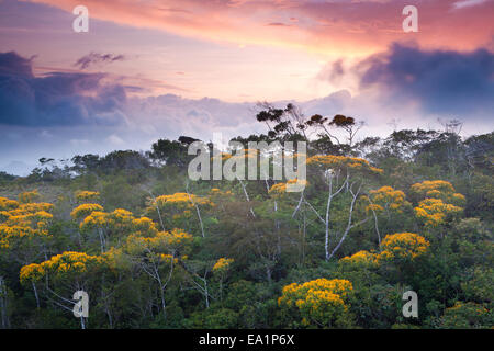 La floraison des arbres peut au coucher du soleil dans le parc national d'Altos de Campana, province de Panama, versant du Pacifique, République du Panama. Banque D'Images