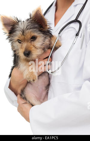 Vet holding yorkshire terrier puppy Banque D'Images