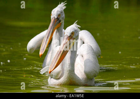 Les pélicans dalmates (Pelecanus crispus) couple nage. Banque D'Images