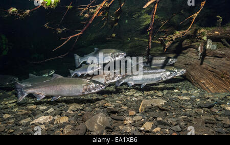 Saumon coho lumineux de l'océan sur la route de migration. Date de capture 15 Sept 2009. Banque D'Images