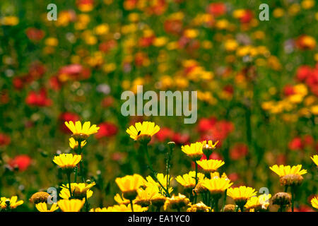 Prairie fleurie de coquelicots (Papaver rhoeas) et sauvages (Daisy Couronne Glebionis coronaria) =Chrysanthème Banque D'Images