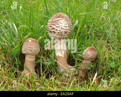 Les jeunes champignons Parasol sur un pré Banque D'Images