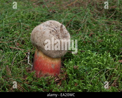 Hêtre amer - Boletus calopus Bolet Banque D'Images