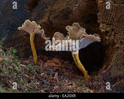 Blanches yellow foot - Cantharellus tubaeformis Banque D'Images