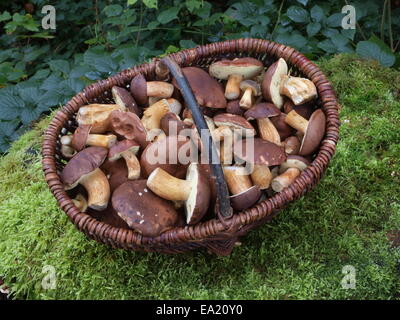 Panier avec des champignons bolets Bay Banque D'Images