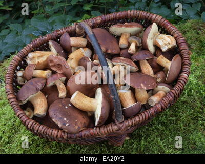 Panier avec des champignons bolets Bay Banque D'Images