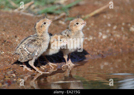 La caille de Gambel Callipepla gambelii - Poussins - Banque D'Images