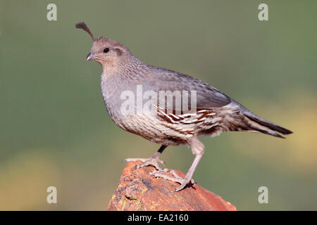 De Gambel Callipepla gambelii - Caille - femme adulte Banque D'Images