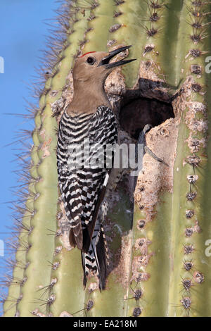 Pic - Melanerpes uropygialis Gila - mâle Banque D'Images