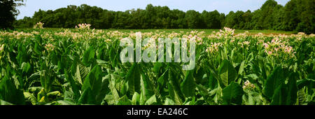 La croissance de l'Agriculture - mi-floraison le tabac Burley / Bedford, Massachusetts, USA. Banque D'Images