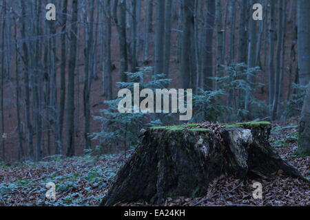 Paysage de forêt d'automne Banque D'Images