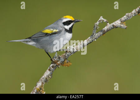 - Golden-winged Warbler Vermivora chrysoptera - mâle Banque D'Images