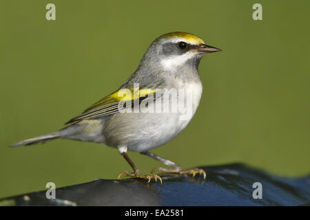 - Golden-winged Warbler Vermivora chrysoptera - femelle Banque D'Images
