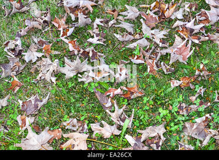 Scène d'automne des feuilles sèches d'un arbre tombé Banque D'Images
