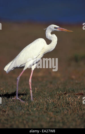 Grand Héron - Ardea herodias - adulte forme blanche Banque D'Images