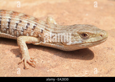 Lézard-alligator du sud, Elgaria multicarinata, originaire de la côte pacifique de l'Amérique latine Banque D'Images