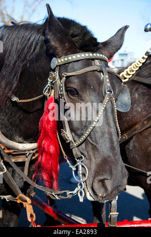 Portrait d'un cheval bridée et décorées pour l'automne en calèche. Minnesota MN USA Ottertail Banque D'Images