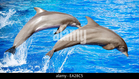 Deux dauphins sautant dans la mer bleu clair. Banque D'Images