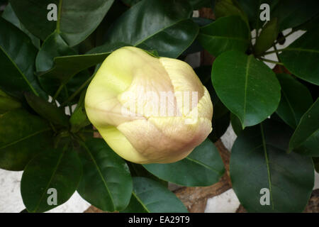 Close up Magnolia flower bud, Portugal Banque D'Images