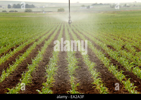 Rangées de maïs dans un champ agricole irriguée sprinkleur Banque D'Images